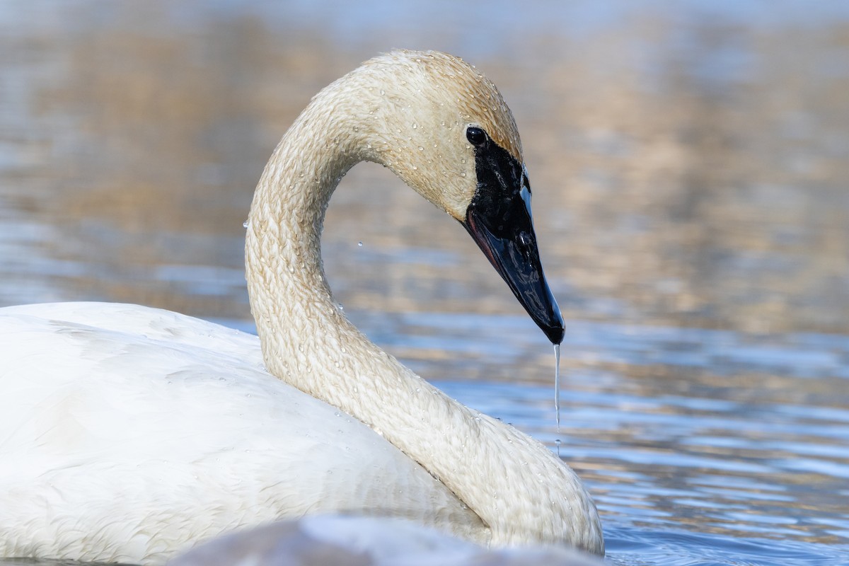 Trumpeter Swan - ML646549739