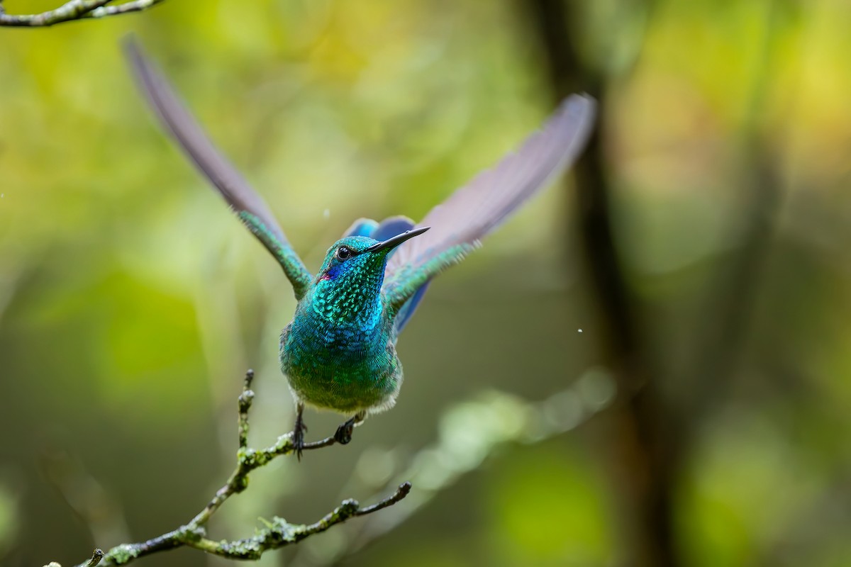 Аметистовый фиалкоух - ML646549740