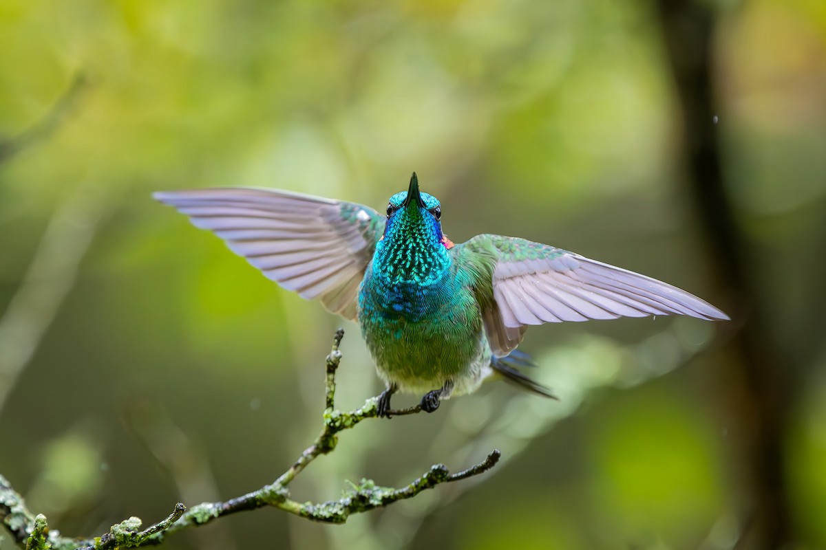 Аметистовый фиалкоух - ML646549741