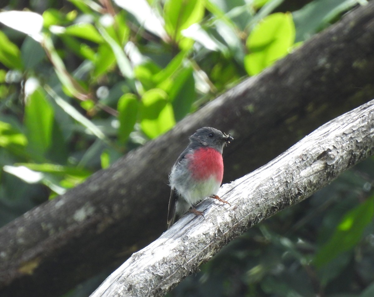 Rose Robin - ML646549743