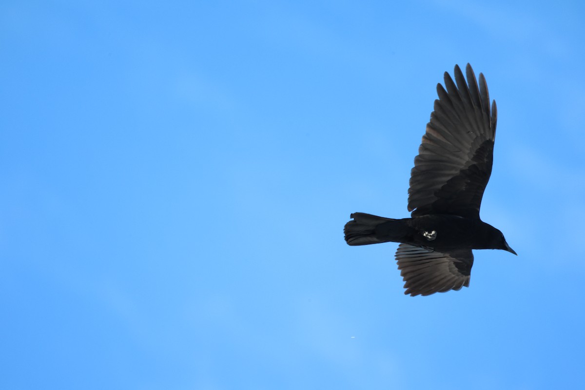 vrána americká - ML646549744