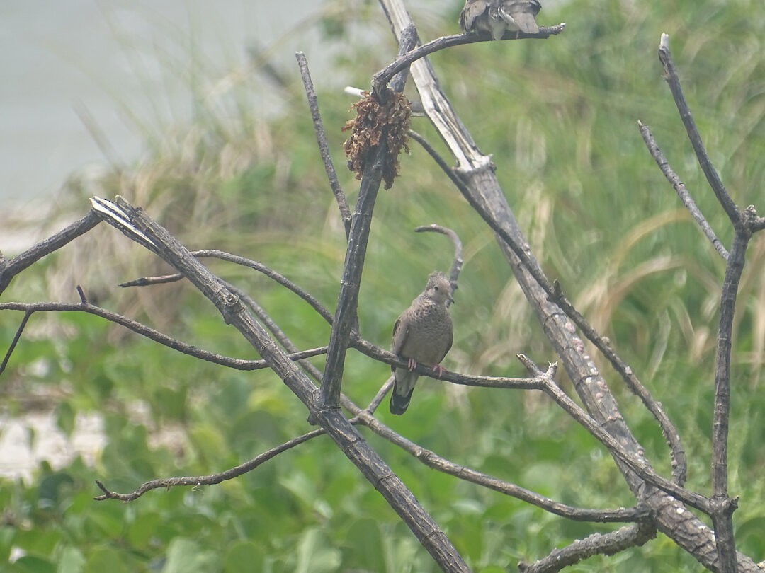 スズメバト - ML646549746