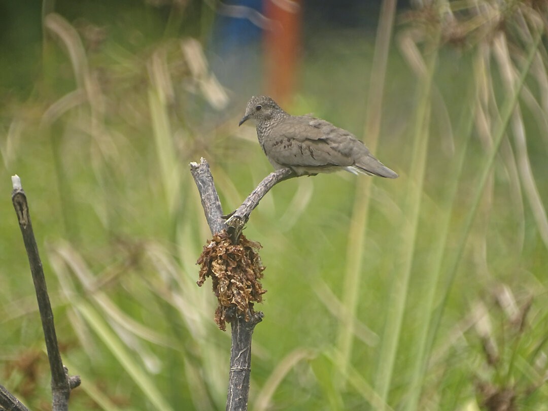 スズメバト - ML646549747