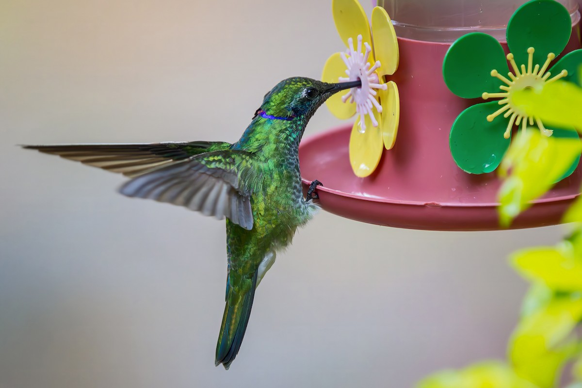 Аметистовый фиалкоух - ML646549748