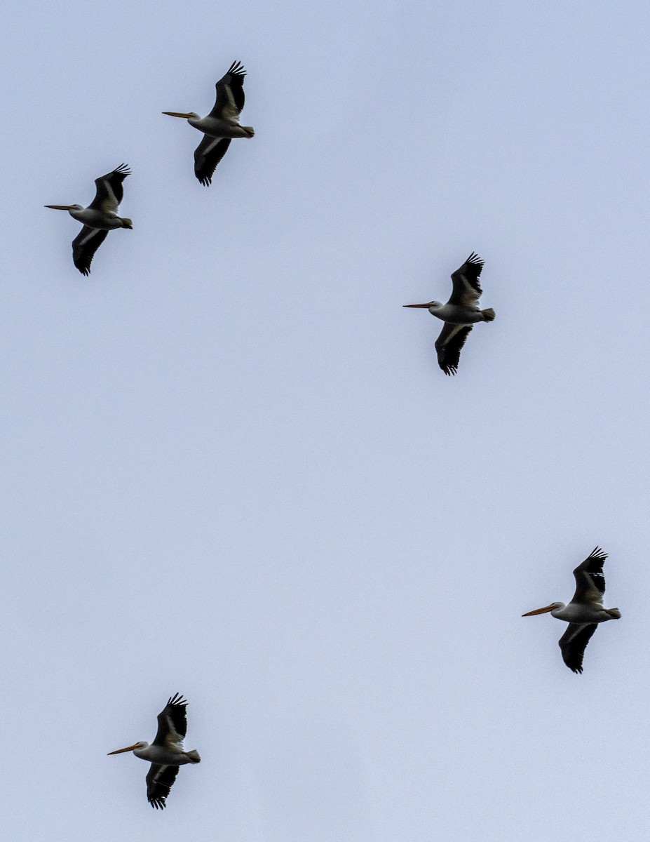 American White Pelican - ML646549749