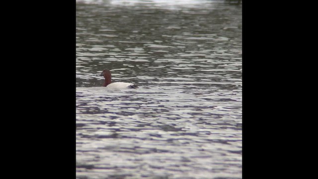 Greater Scaup - ML646549750