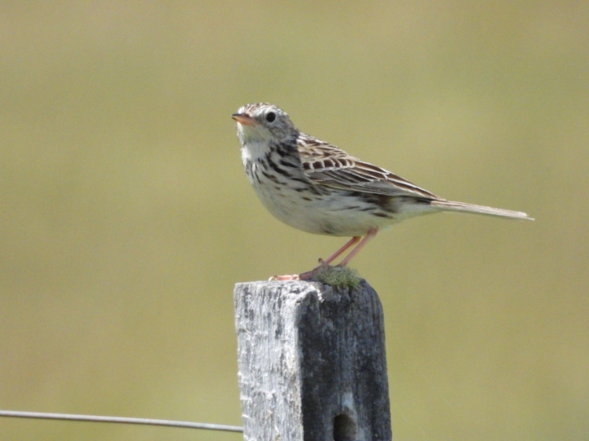 Hellmayr's Pipit - ML646549752