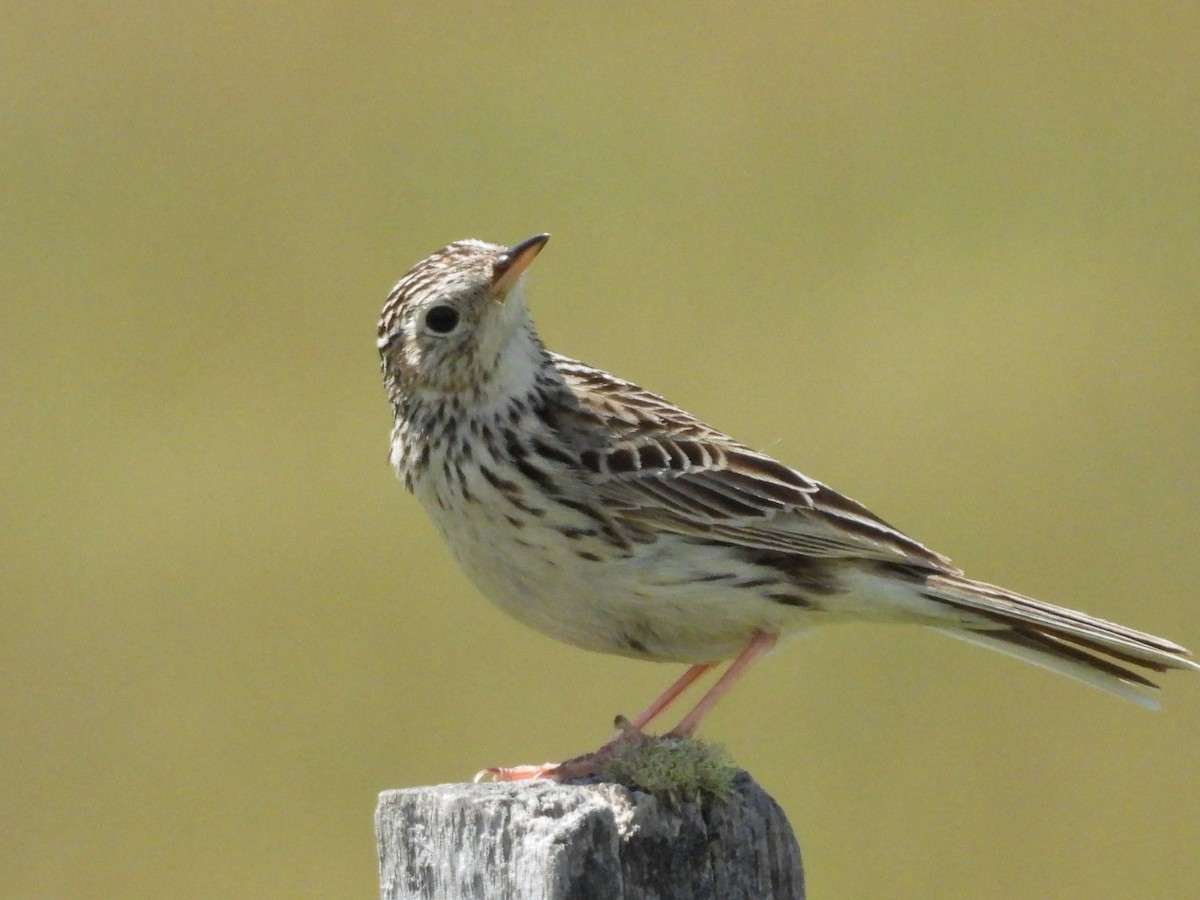 Hellmayr's Pipit - ML646549753