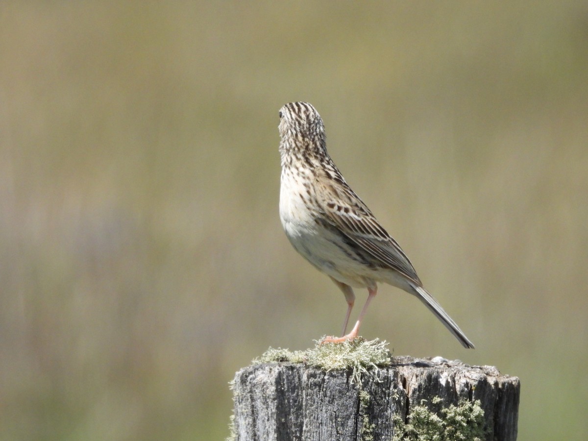 Hellmayr's Pipit - ML646549754