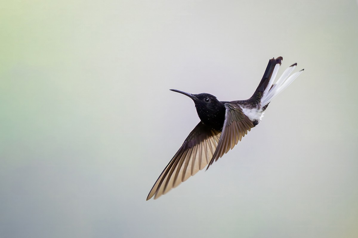 Чёрный якобин - ML646549756