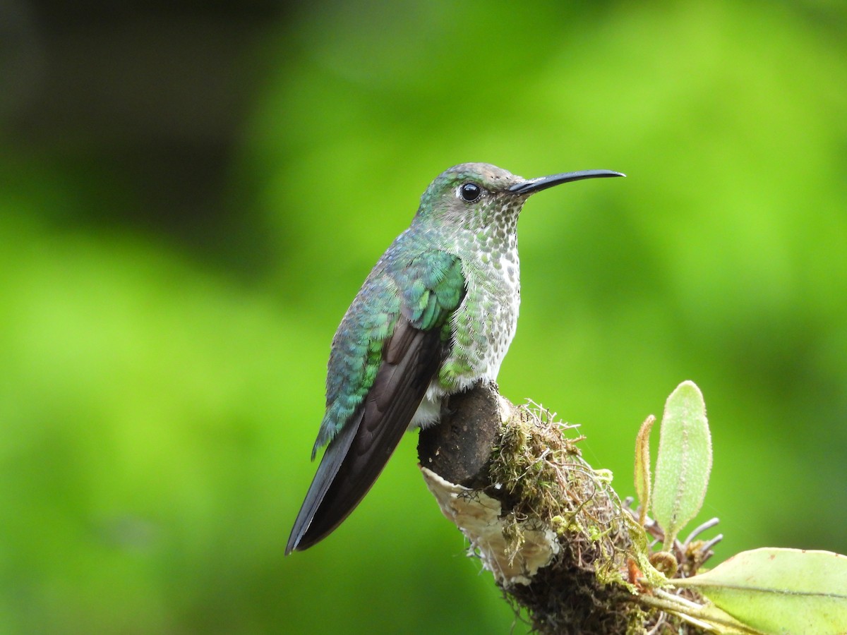 Colibri grivelé - ML646549757