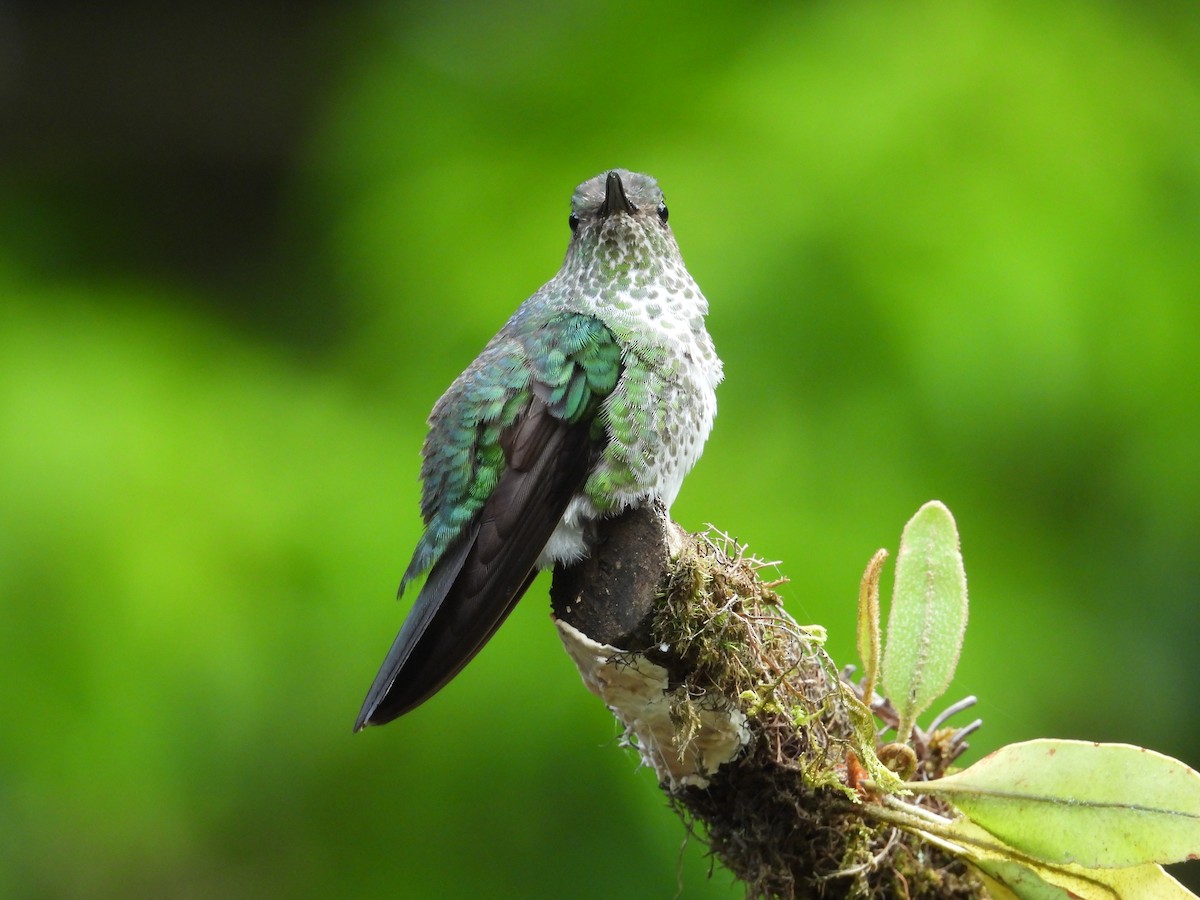 Colibri grivelé - ML646549758