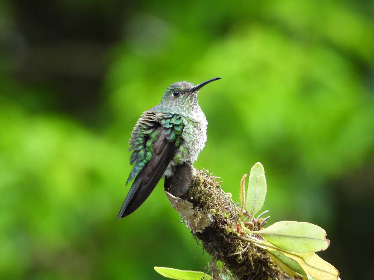 Colibri grivelé - ML646549759