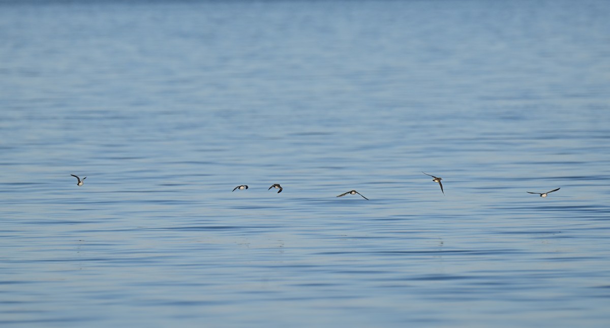 חופית זעירה - ML646549761