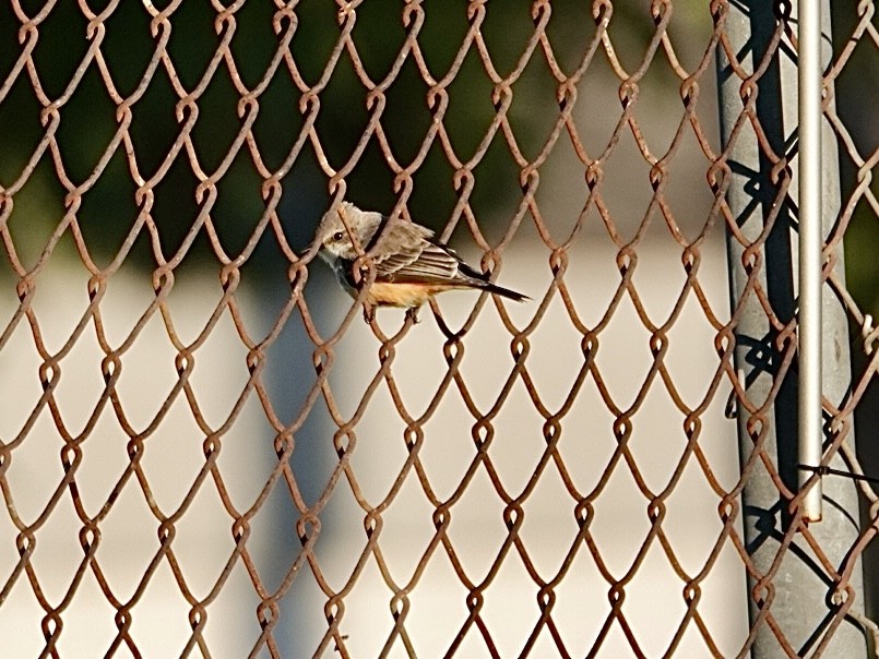 Vermilion Flycatcher - ML646549762