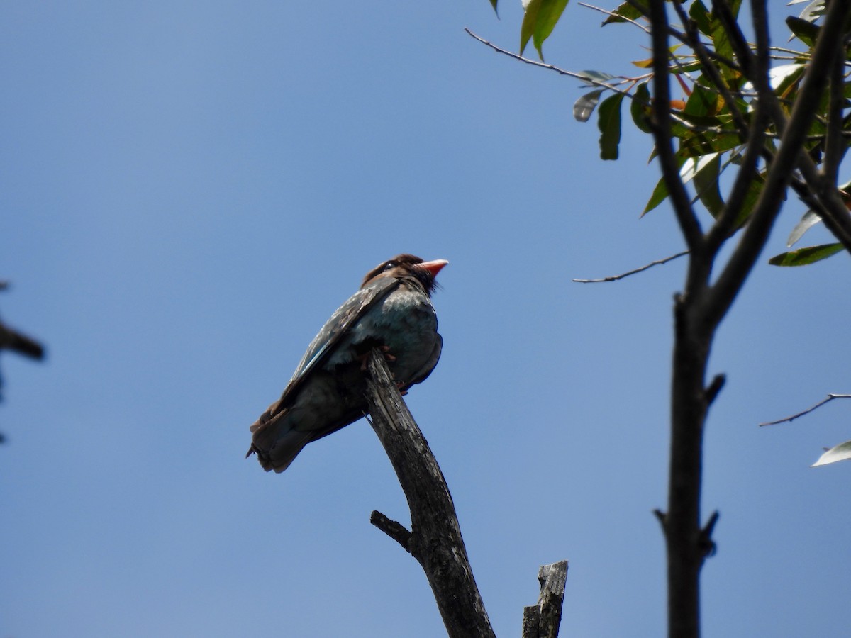 Dollarbird - ML646549770
