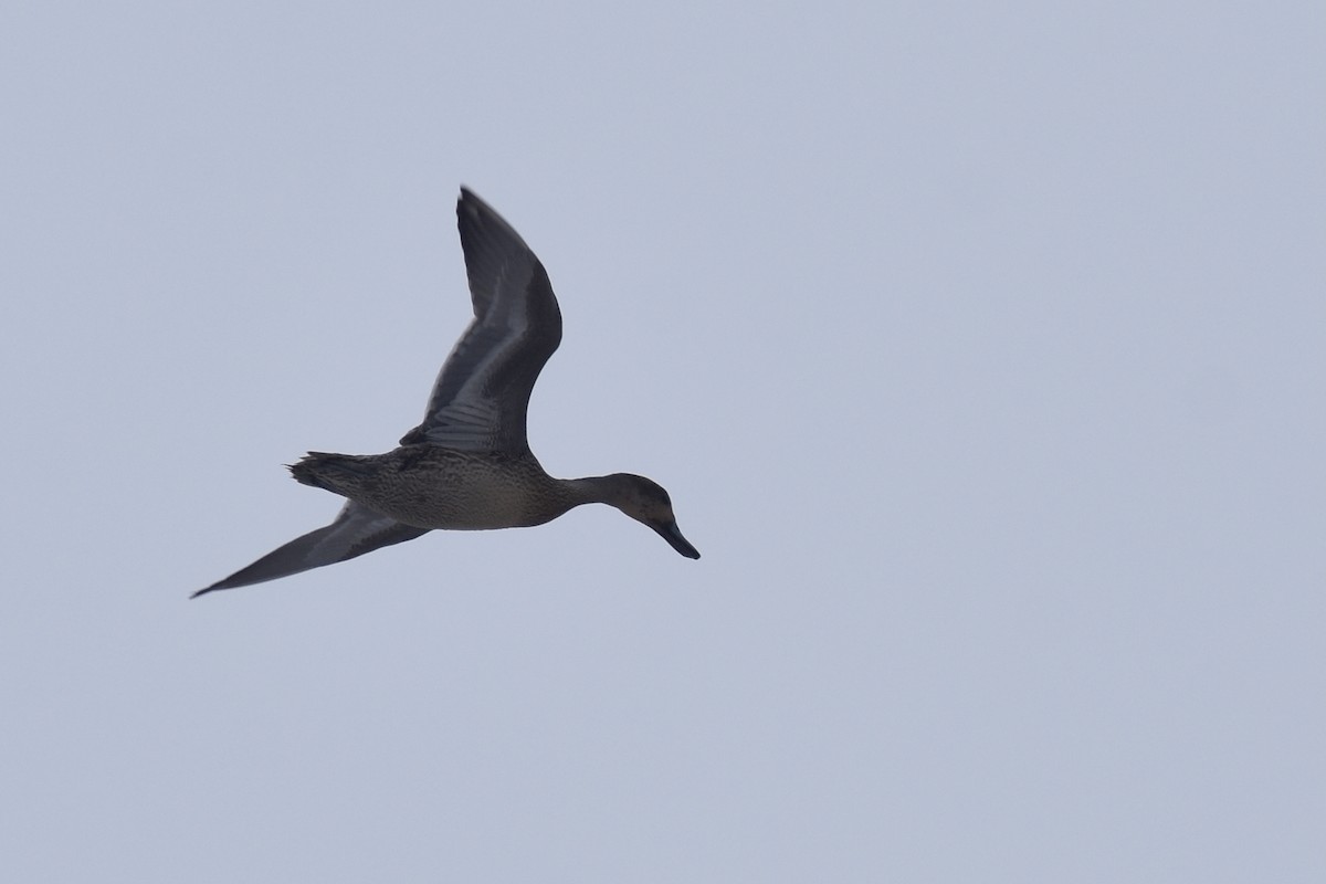 オナガガモ - ML646549771