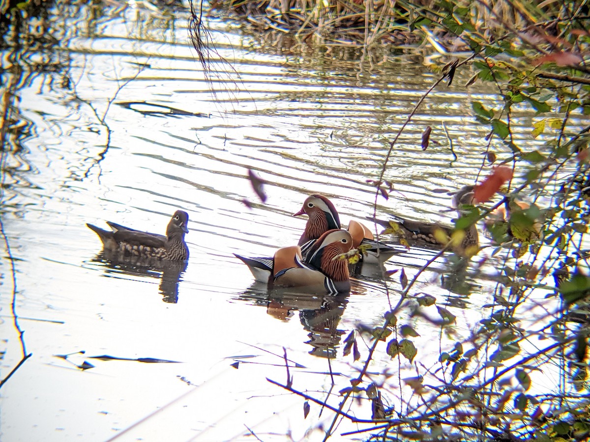 Mandarin Duck - ML646549772