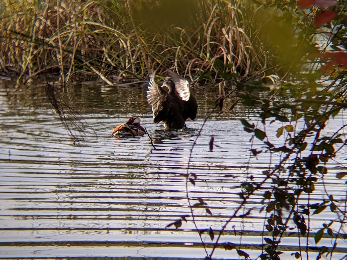 Mandarin Duck - ML646549773