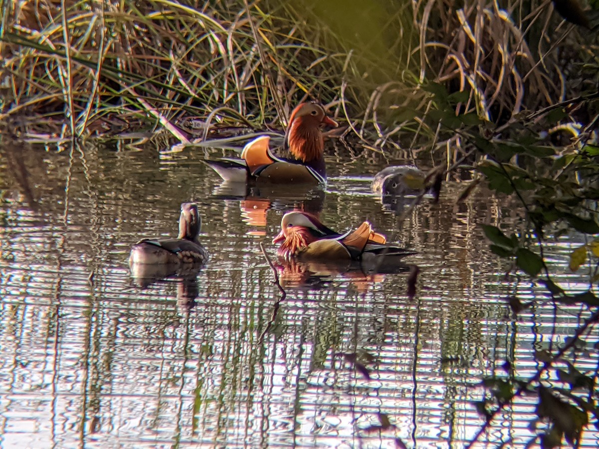 Mandarin Duck - ML646549774