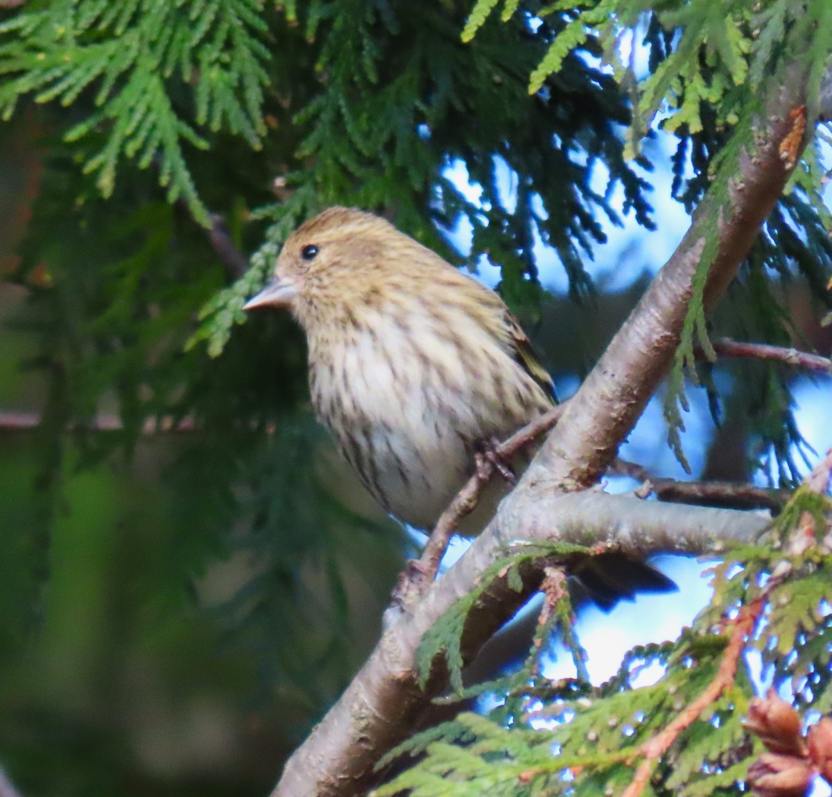 Pine Siskin - ML646549776
