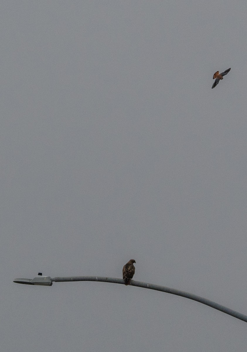 Red-tailed Hawk - ML646549779