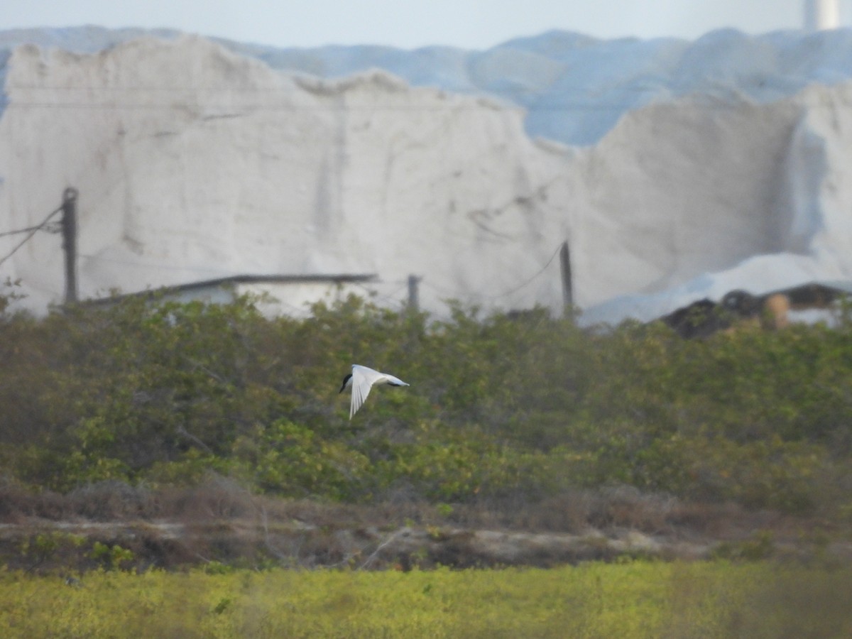 Sterna zampenere - ML646549784