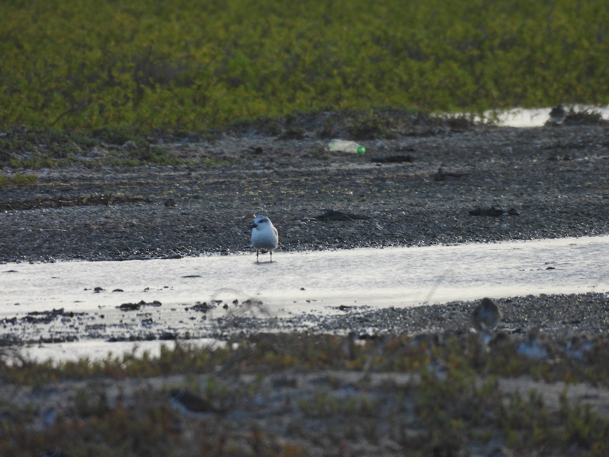 Sterna zampenere - ML646549785