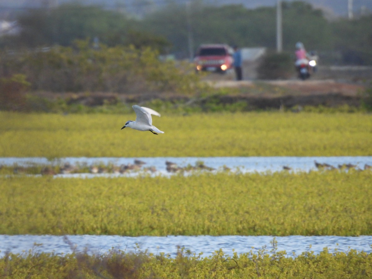 Sterna zampenere - ML646549786