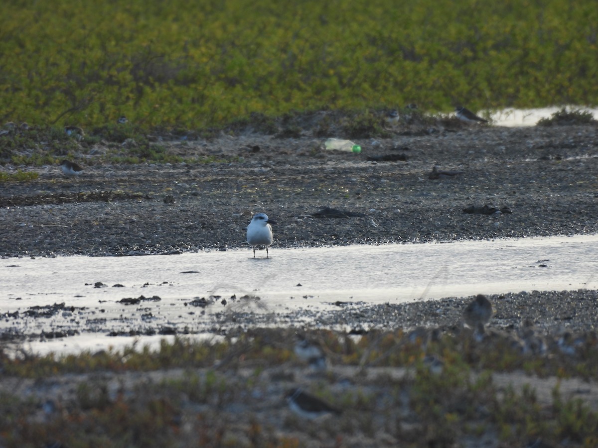 Sterna zampenere - ML646549787