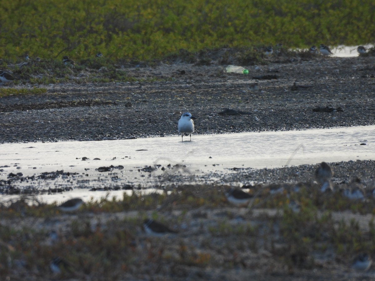 Sterna zampenere - ML646549788