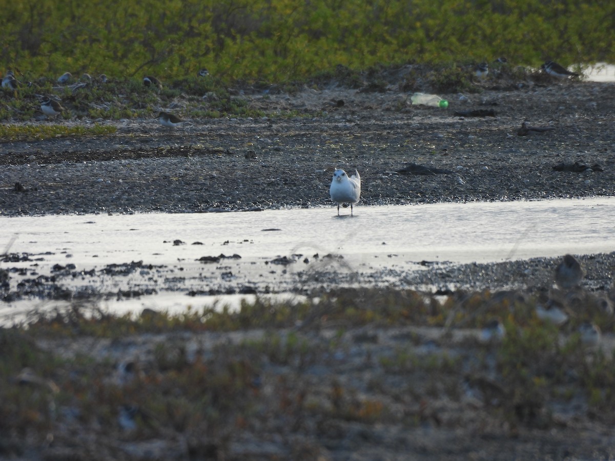 Sterna zampenere - ML646549789