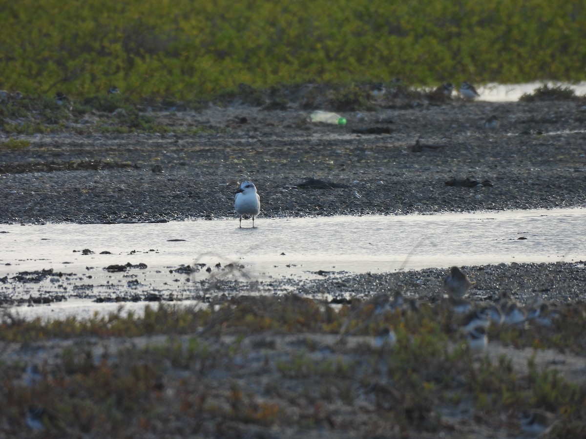 Sterna zampenere - ML646549790