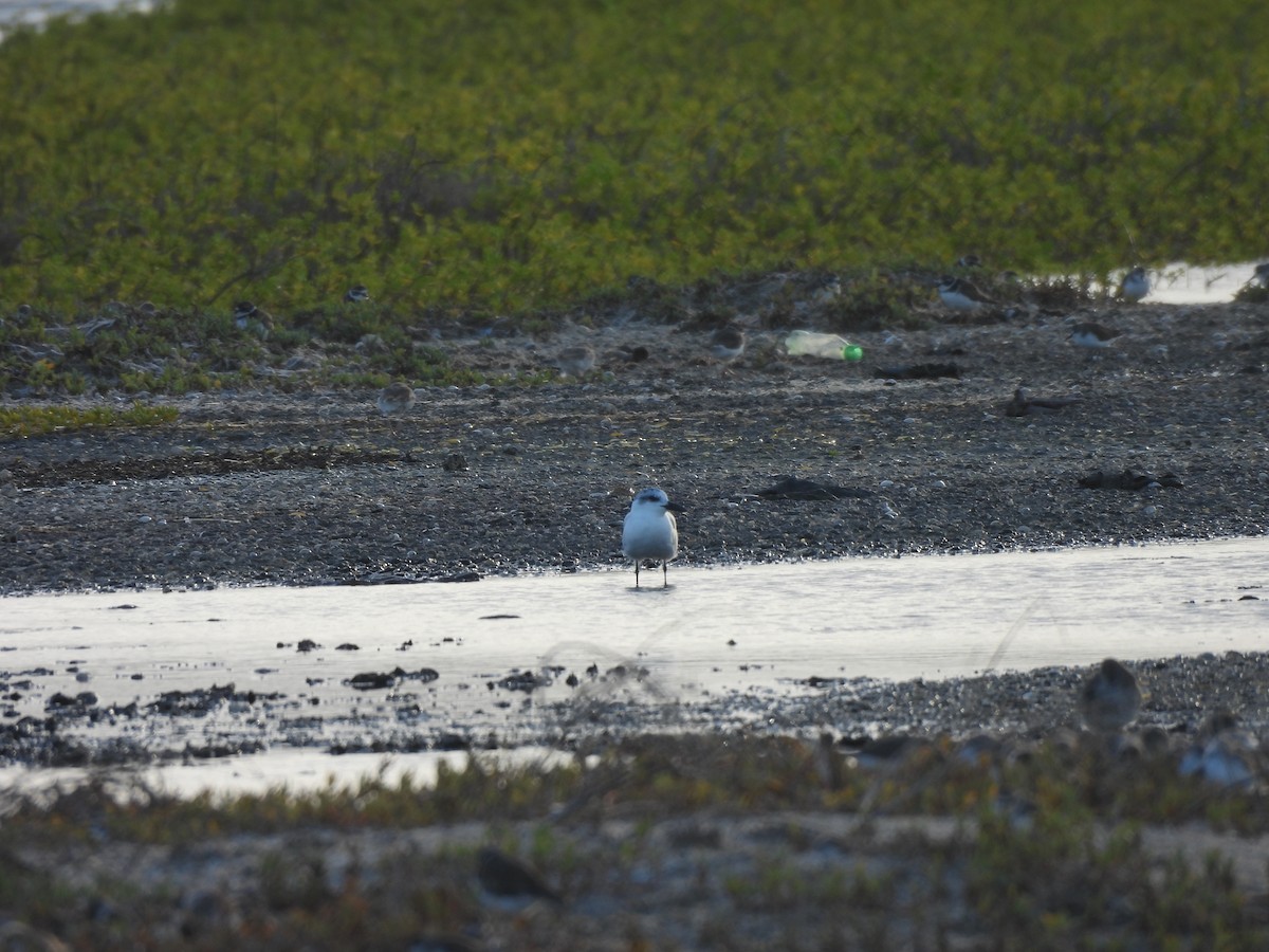 Sterna zampenere - ML646549791