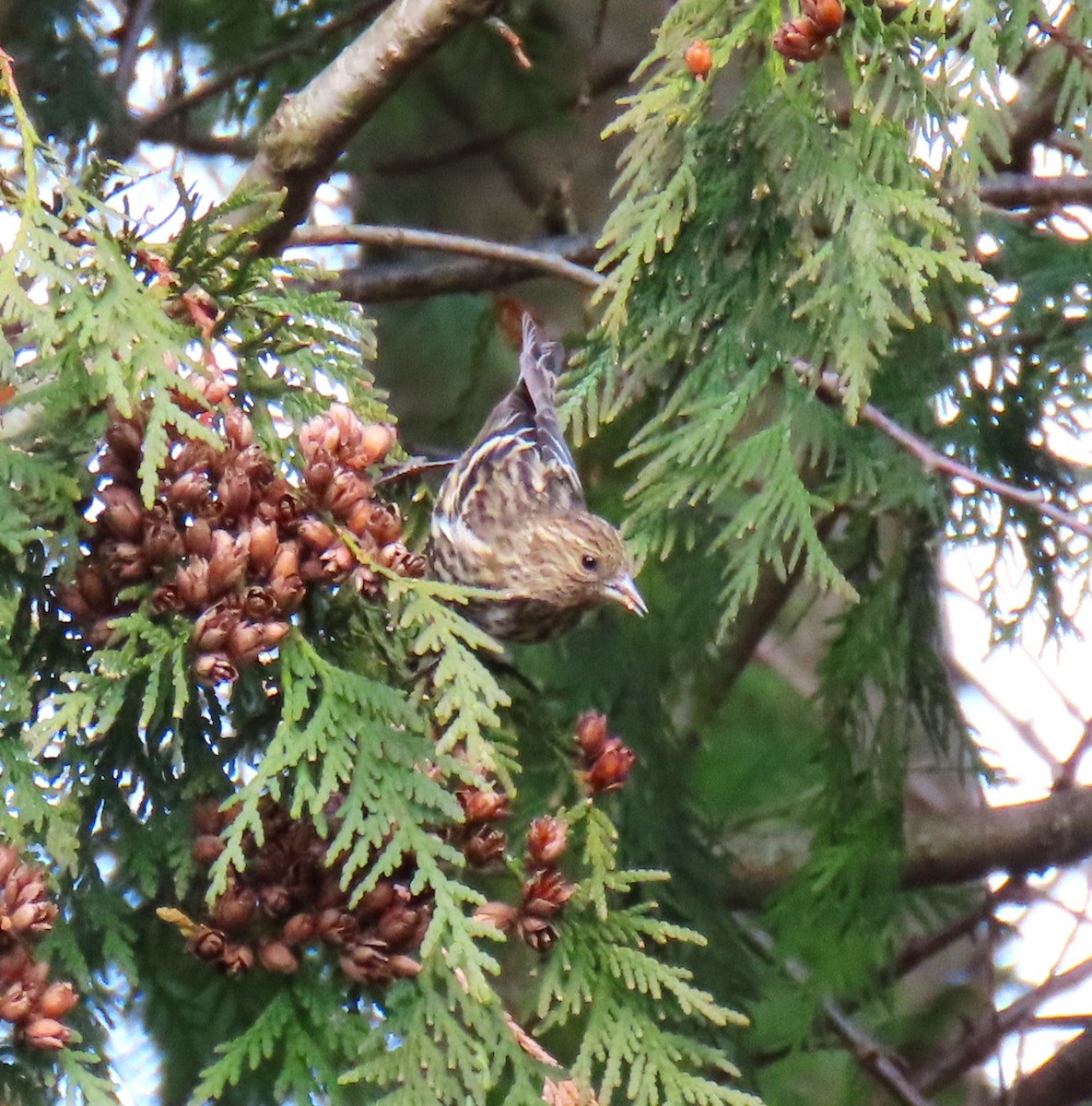 Pine Siskin - ML646549793