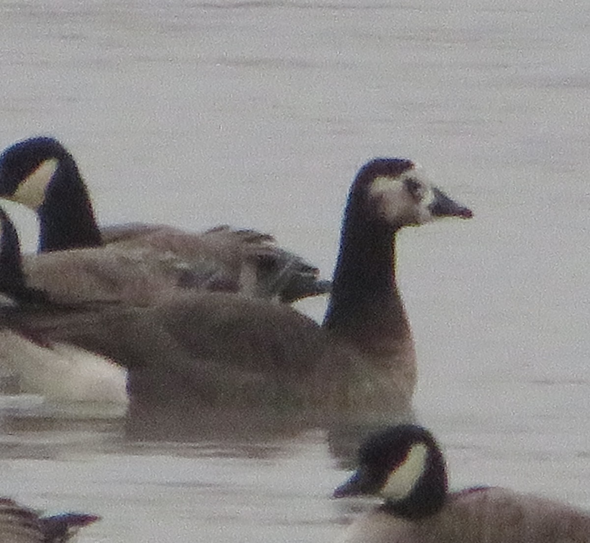 Greater White-fronted x Canada Goose (hybrid) - ML646549795