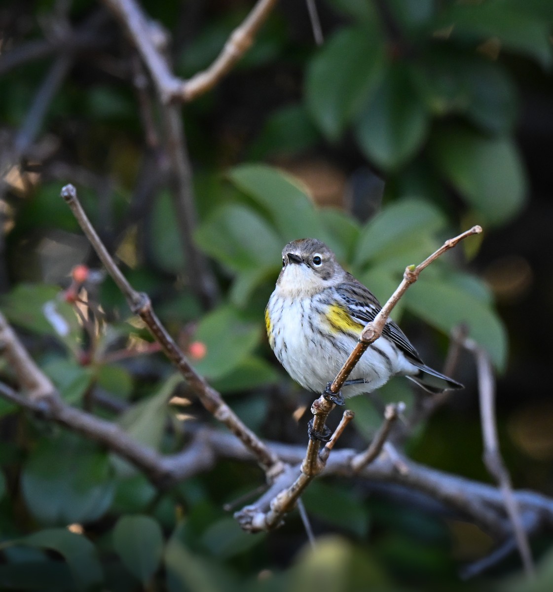 Yellow-rumped Warbler (Myrtle) - ML646549796