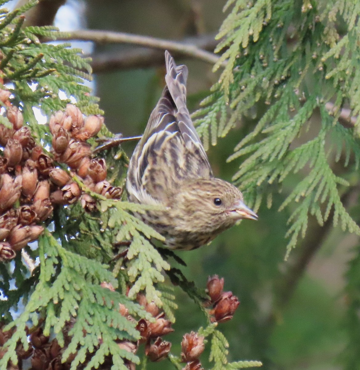 Pine Siskin - ML646549797