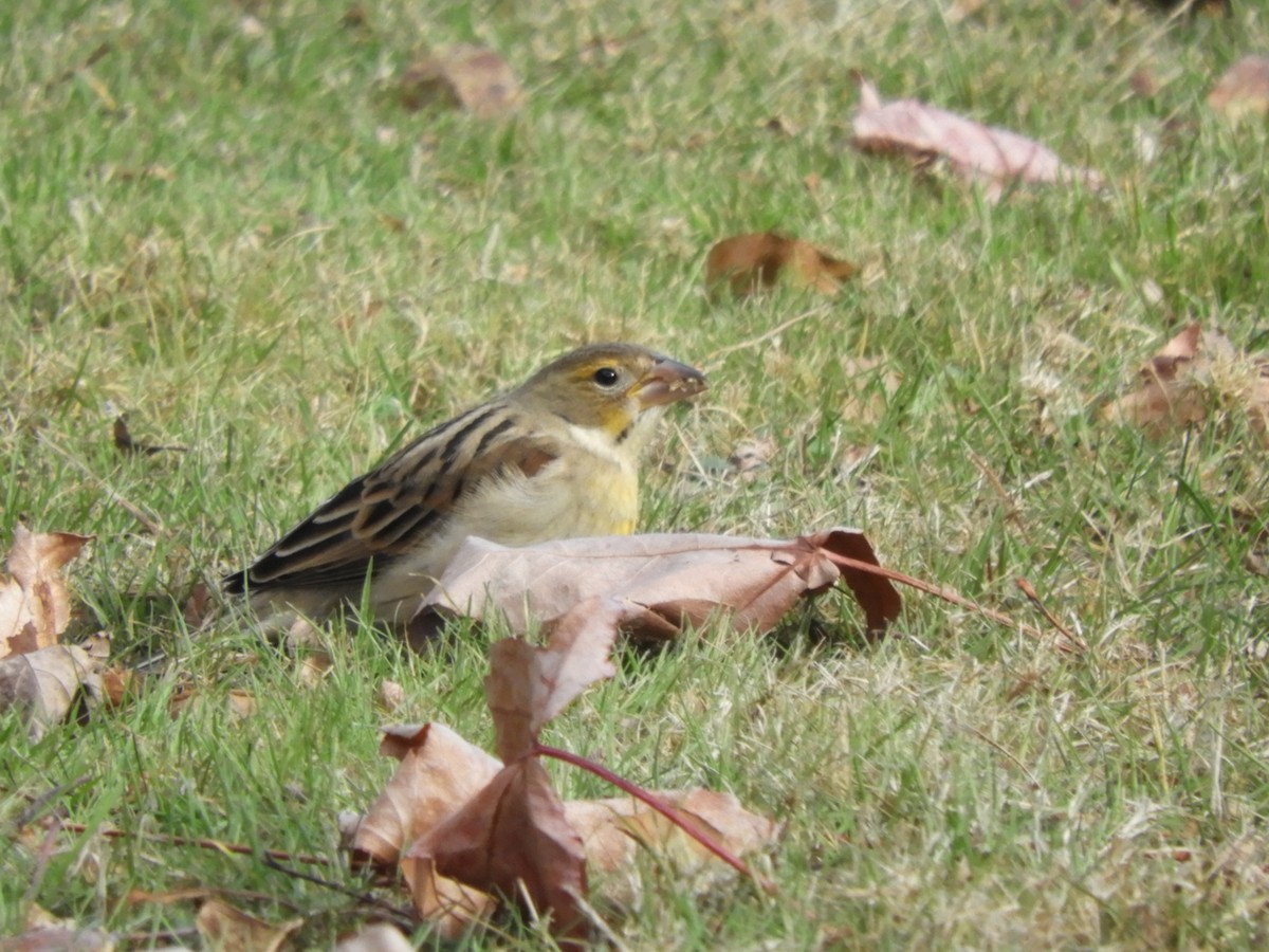 Dickcissel - ML646549804