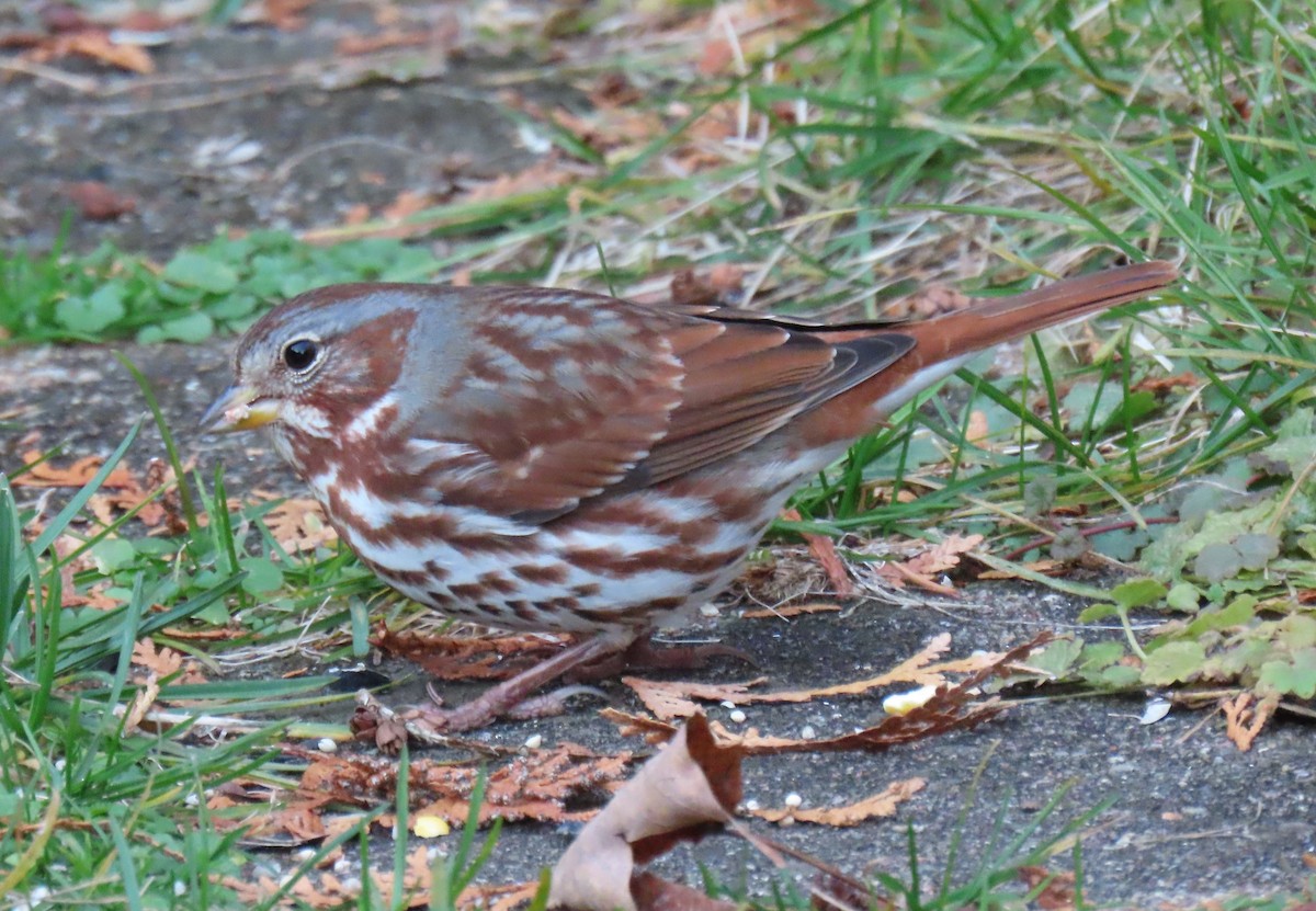 Fox Sparrow - ML646549805