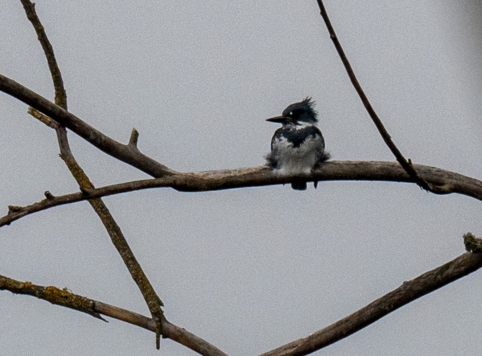 Belted Kingfisher - ML646549806