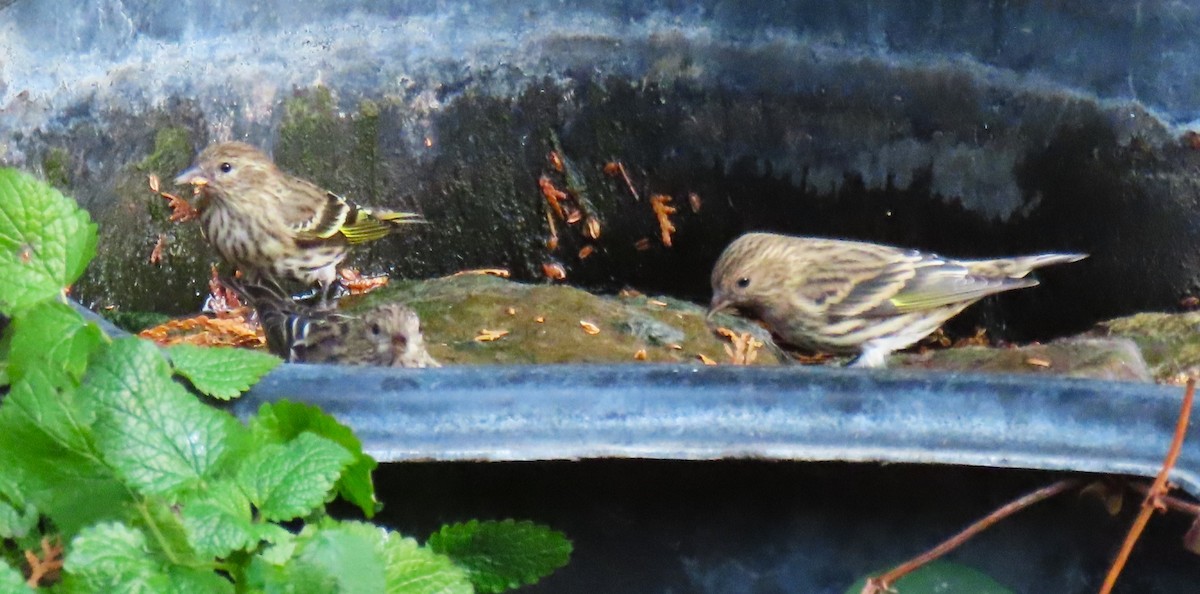 Pine Siskin - ML646549808