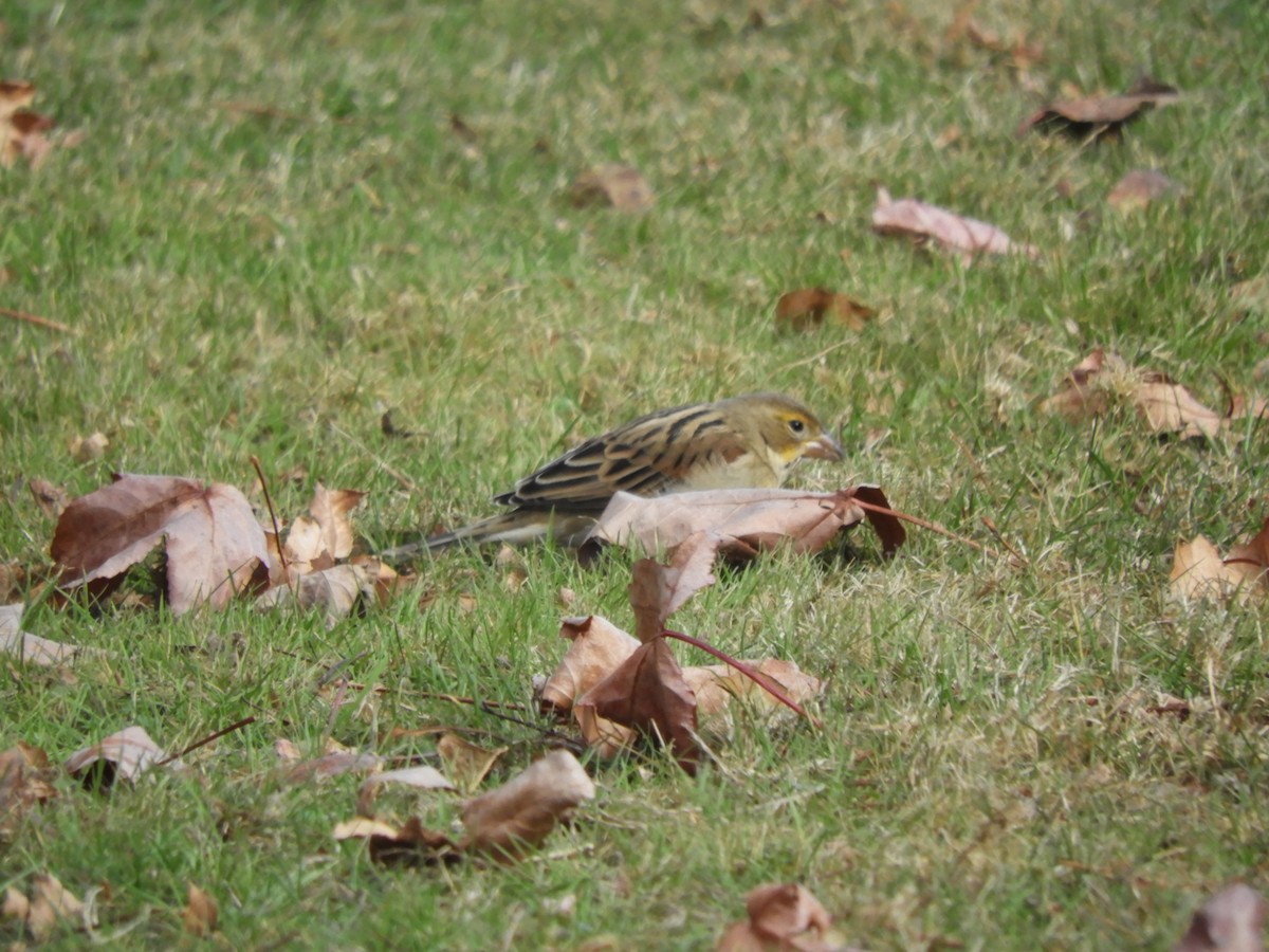 Dickcissel - ML646549809