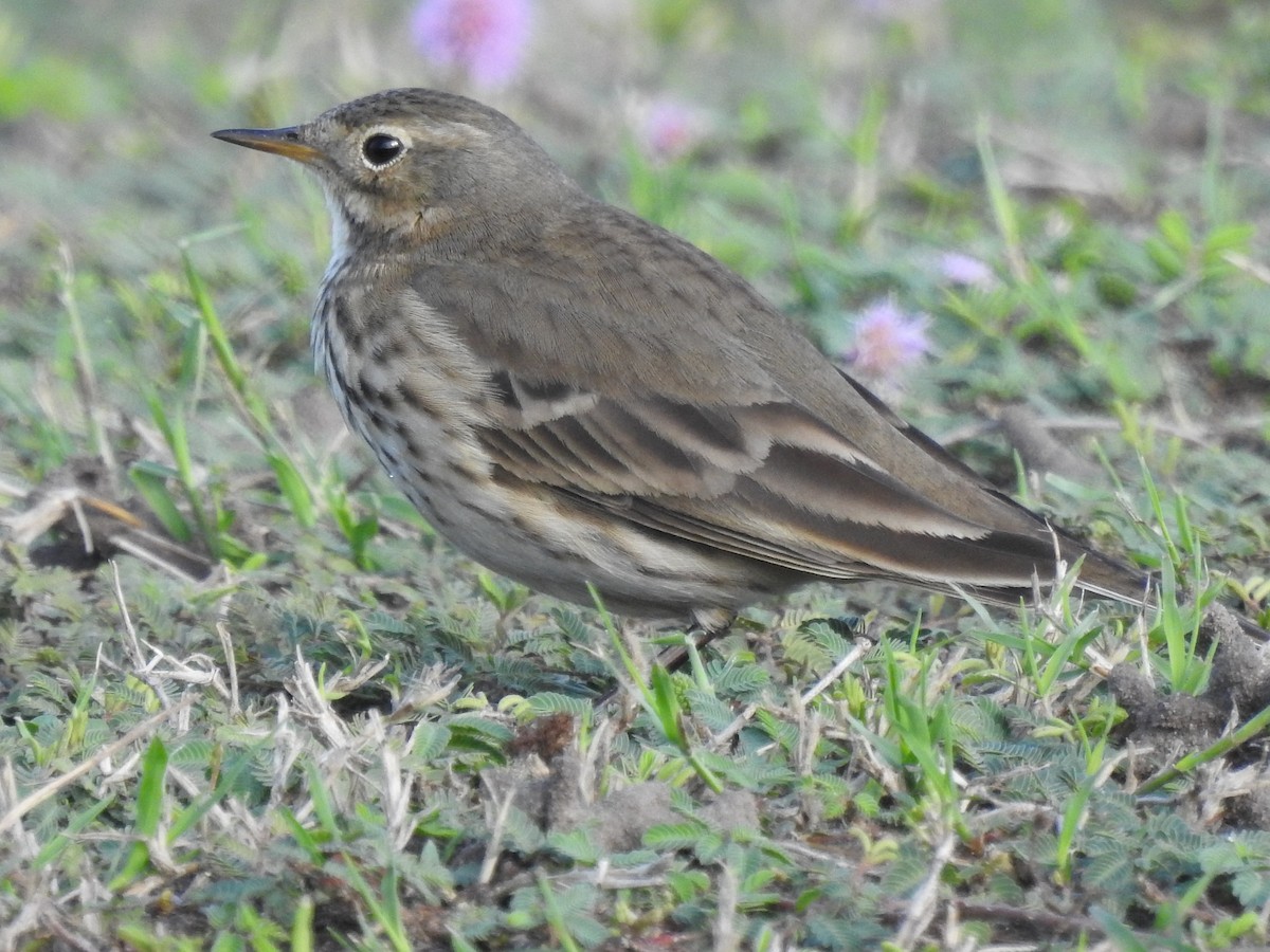 American Pipit - ML646549812
