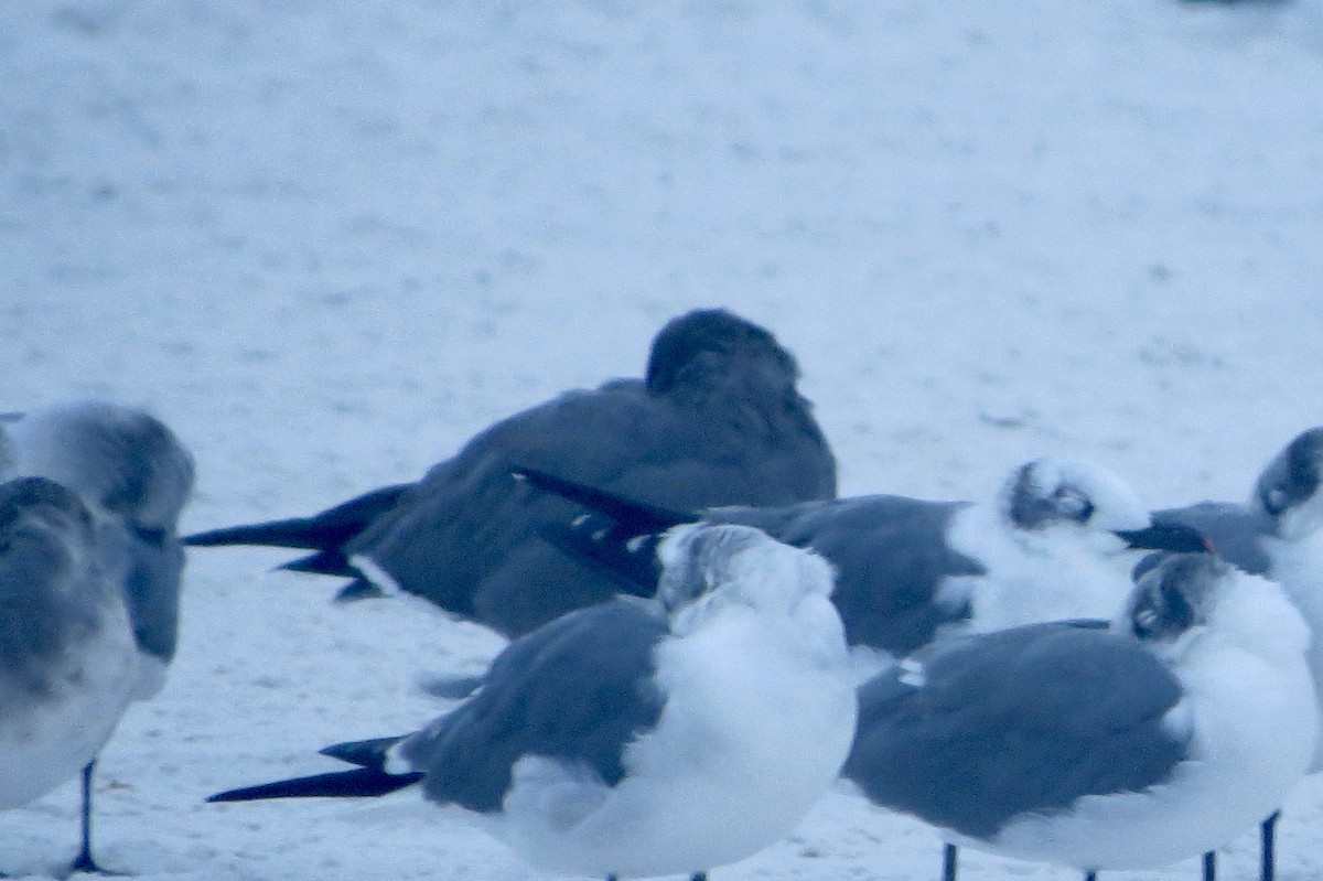 Gray Gull - ML646549816