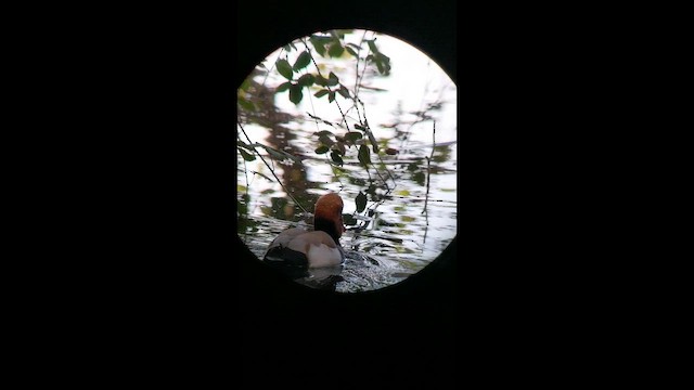 Mandarin Duck - ML646549817