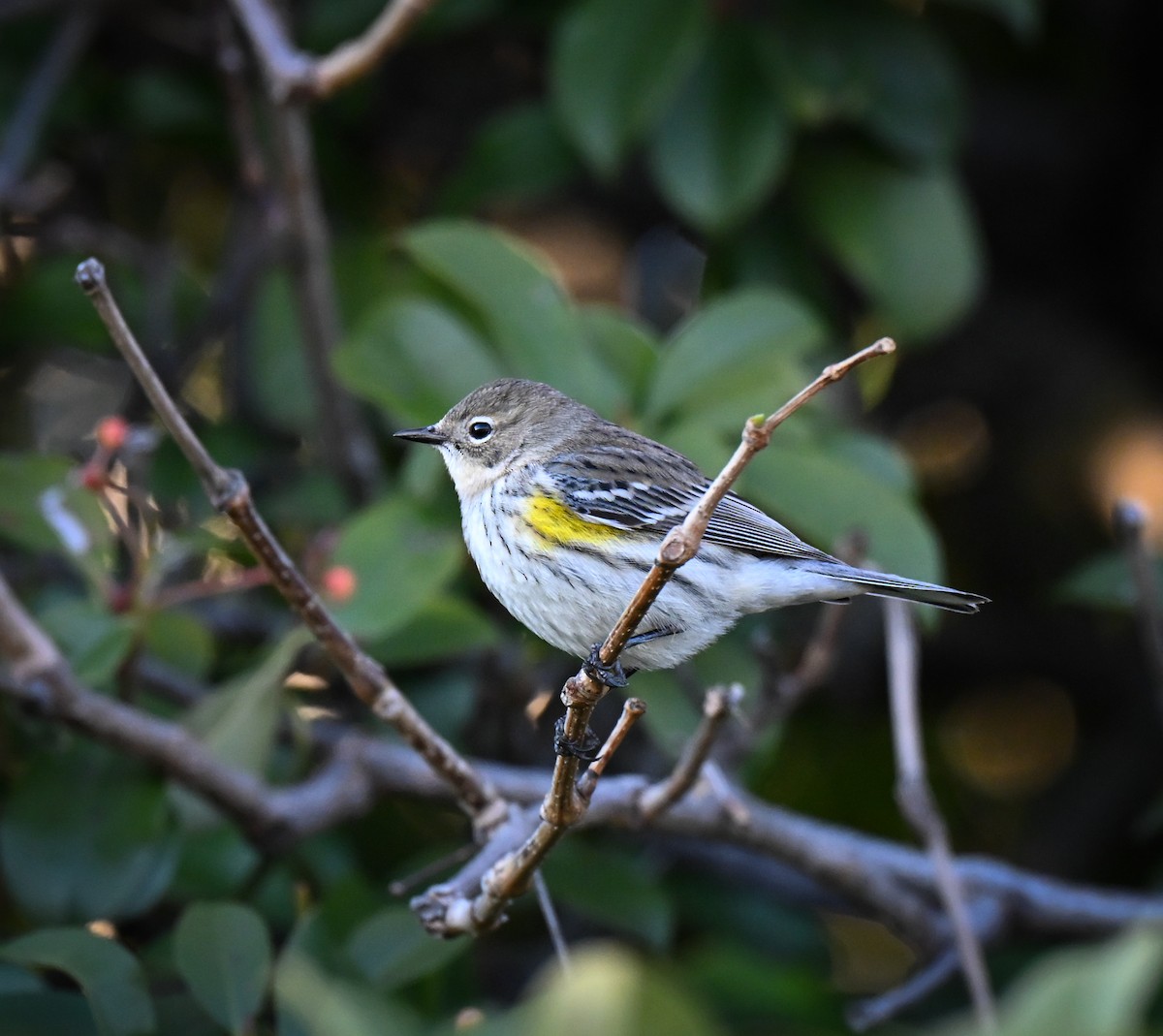 Yellow-rumped Warbler (Myrtle) - ML646549819