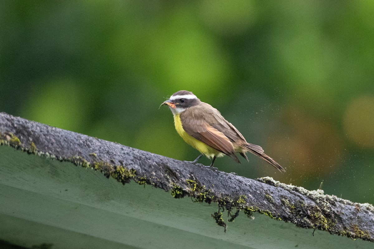 Rusty-margined Flycatcher - ML646549820