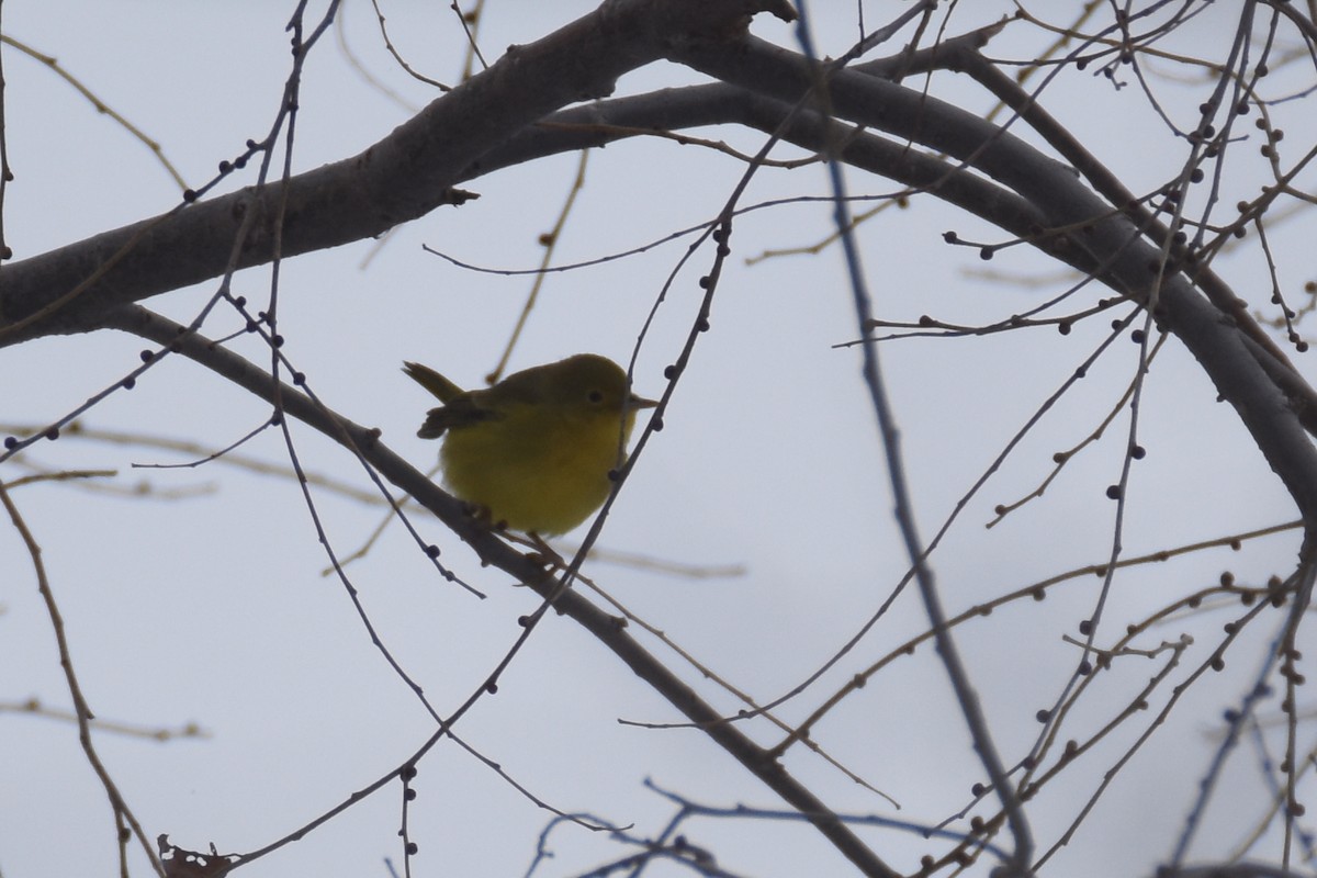 Northern Yellow Warbler - ML646549824