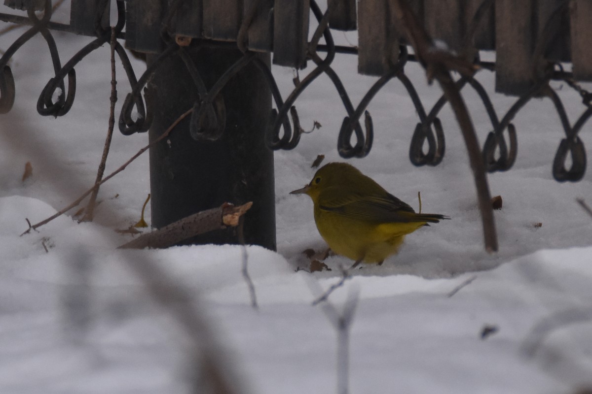 Northern Yellow Warbler - ML646549825